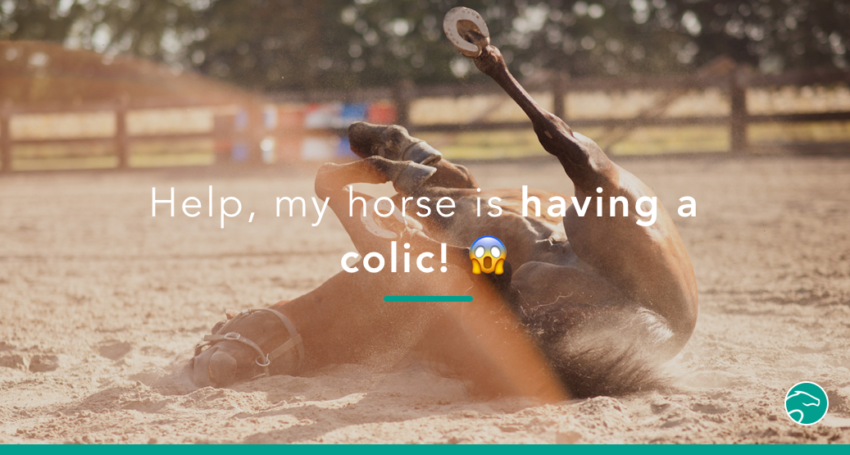 Horse_colic