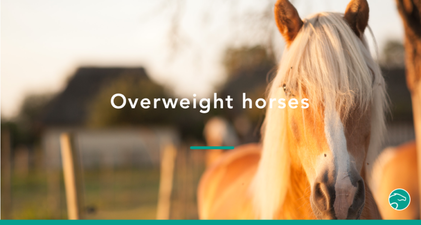 Overweight_horse