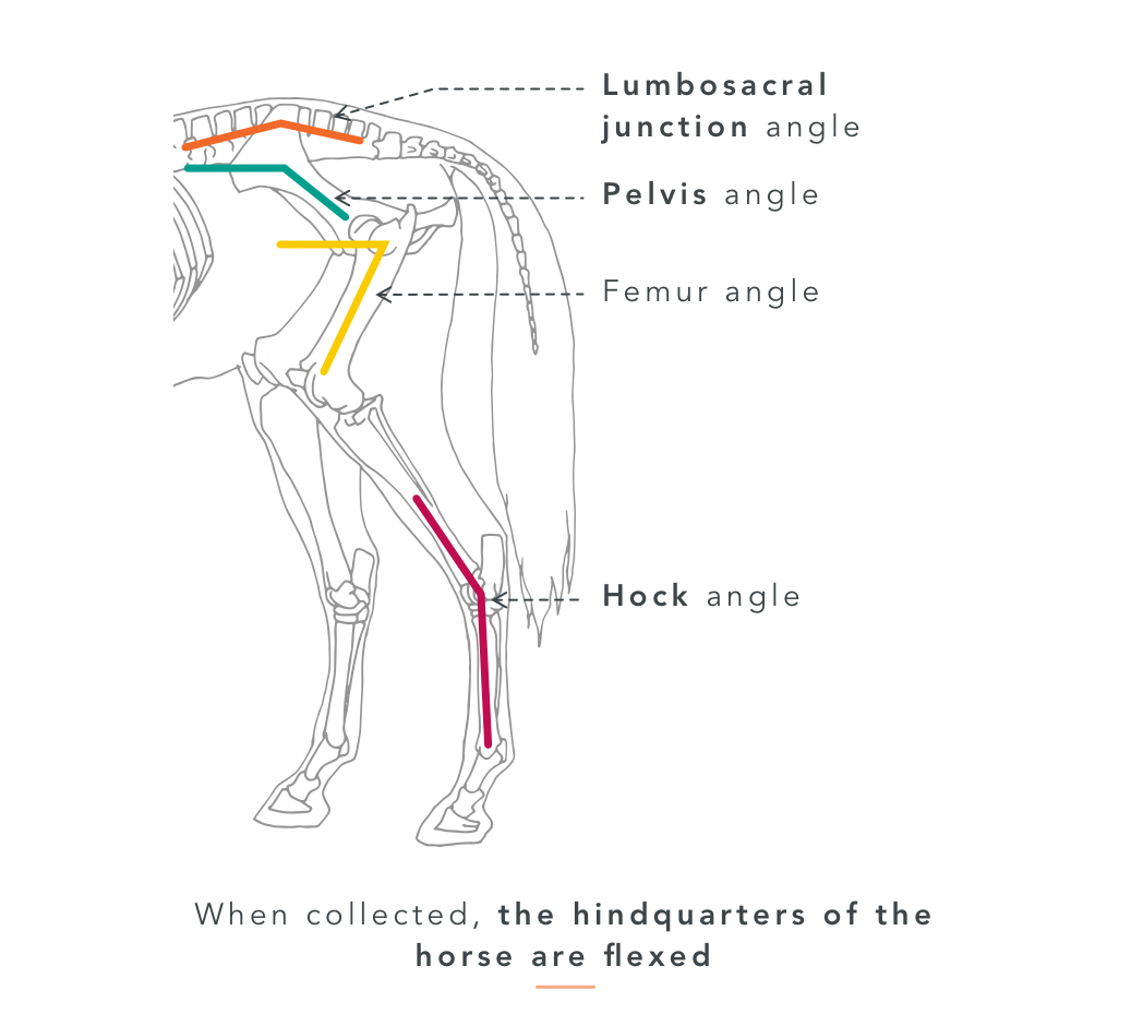 10 Things you did not Know About Collecting Your Horse Equisense Blog
