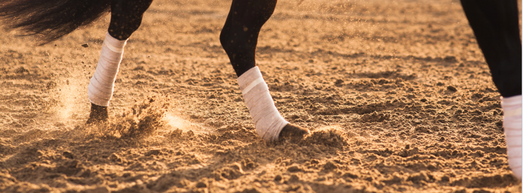 la gestion des bandes en cas de tendinite chez le cheval