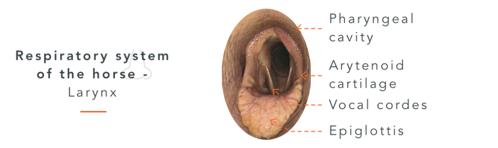 Laryngeal Hemiplegia in horses respiratory system of the horse