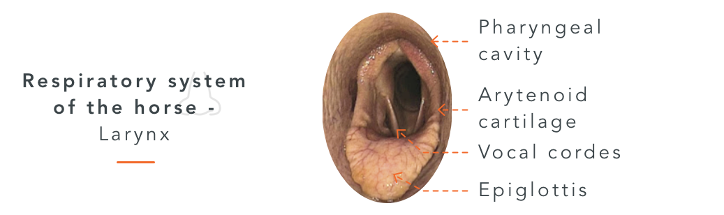 7 Things to Know About Laryngeal Hemiplegia (roaring) in Horses ...