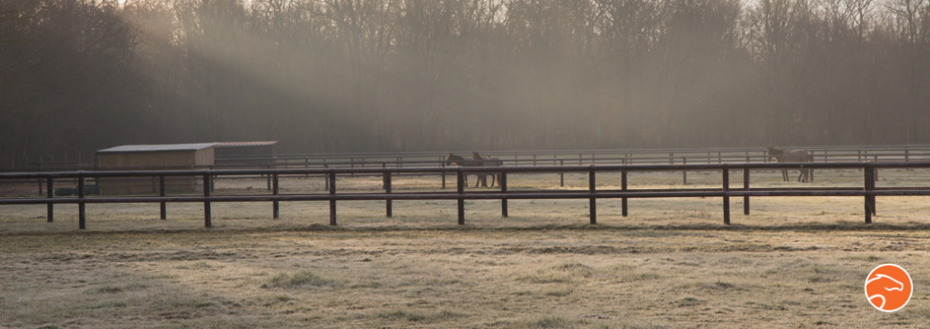 Horse outside