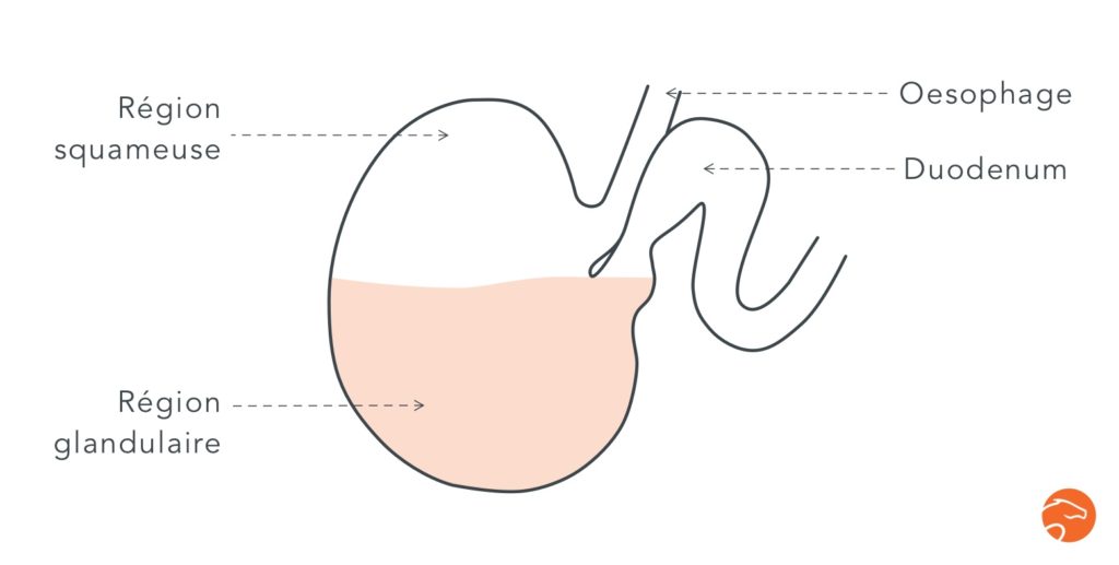 Anatomie de l'estomac d'un cheval ulcères gastriques