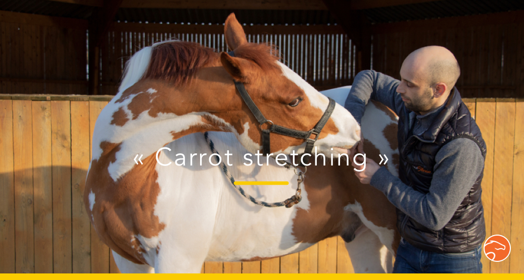 13 Stretching/Relaxation Exercises To Do With Your Horse At Home