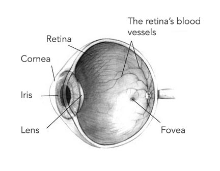 human eye