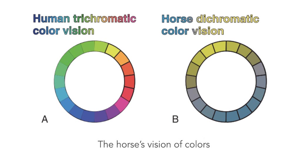 6 questions we ask ourselves about our horse's sight