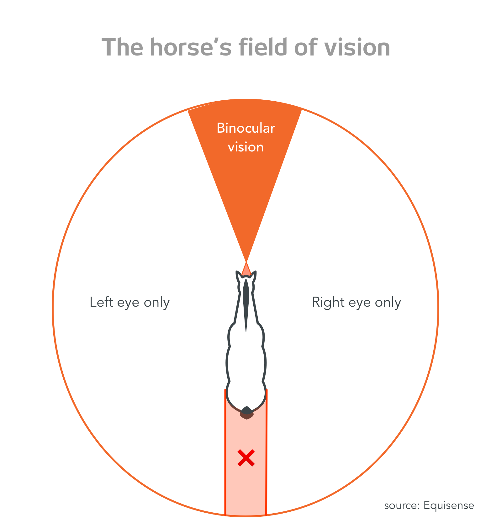 6 Questions We Ask Ourselves About Our Horse's Sight Equisense Blog