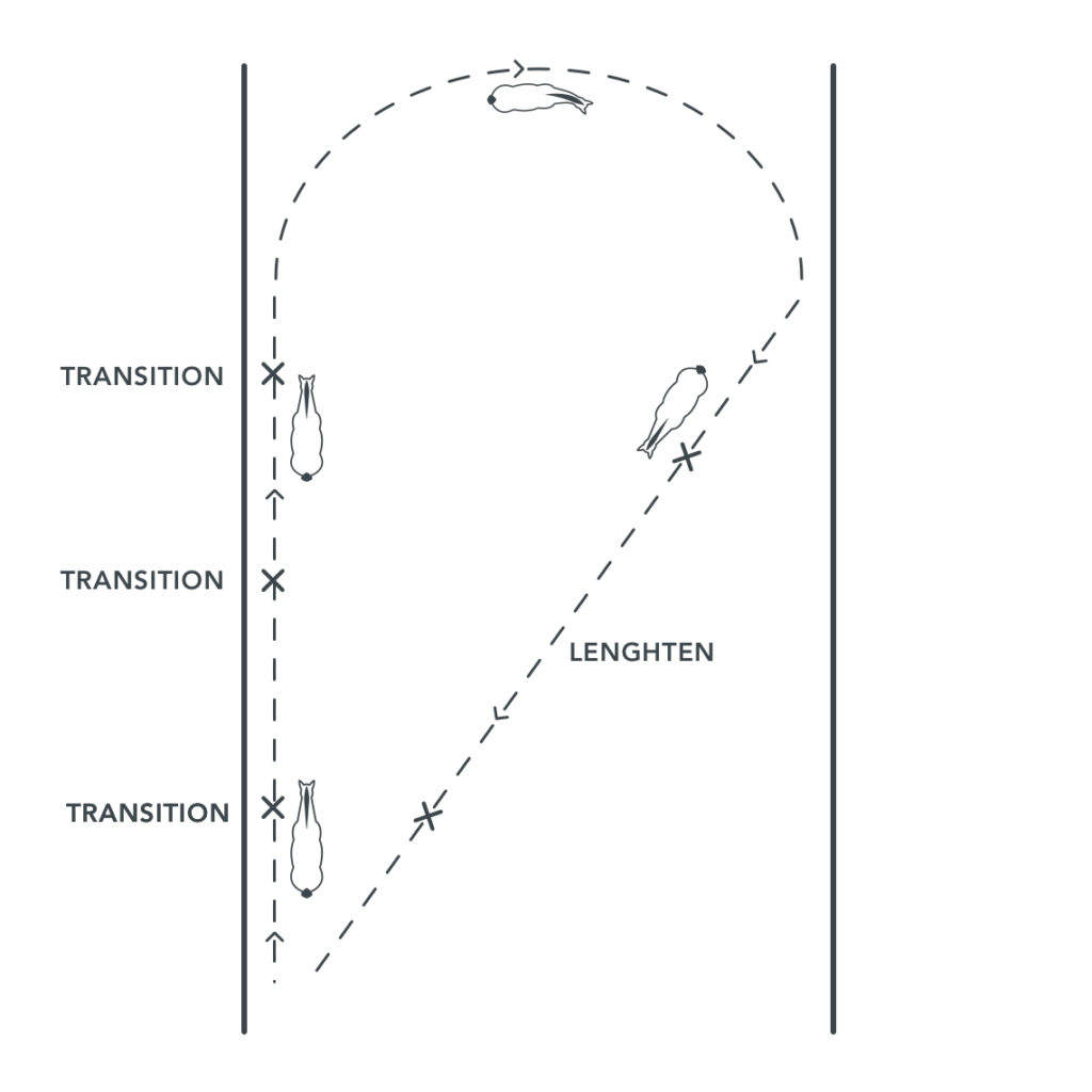 dressage exercise