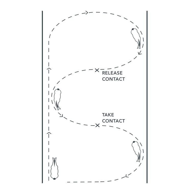 dressage exercise