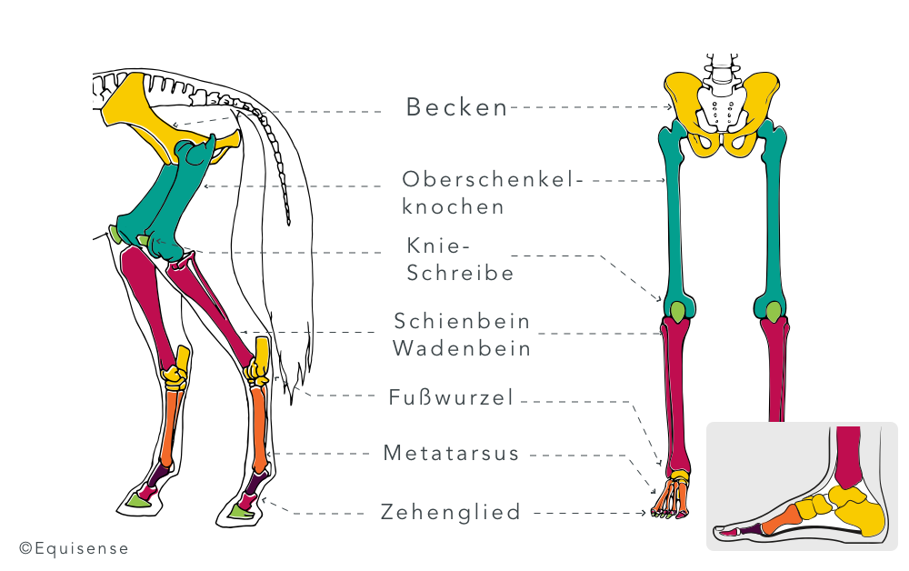 Anatomie Pferd Knie