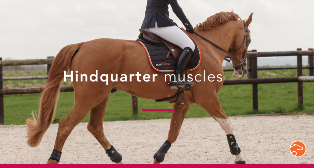 Here is how to strengthen your horse's hindquarters Equisense Blog
