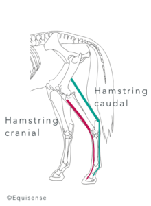 How to strengthen the hindquarter muscles of your horse | Equisense - Blog