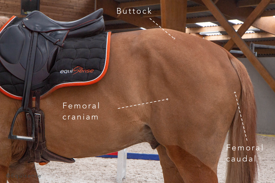 horse's hindquarter muscles and how to strengthen them