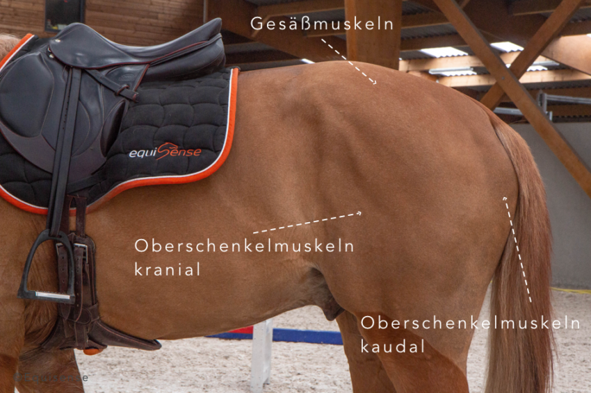 So stärkst du die Muskulatur der Hinterhand Deines Pferdes! Equisense Blog
