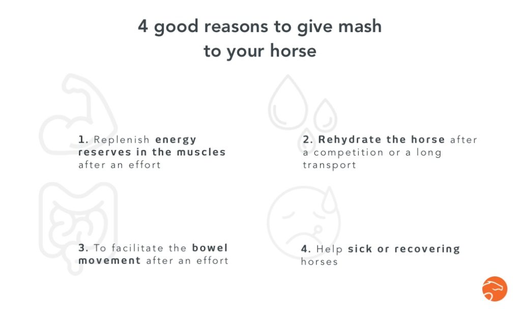 Summary of the reasons why to give your horse mash.