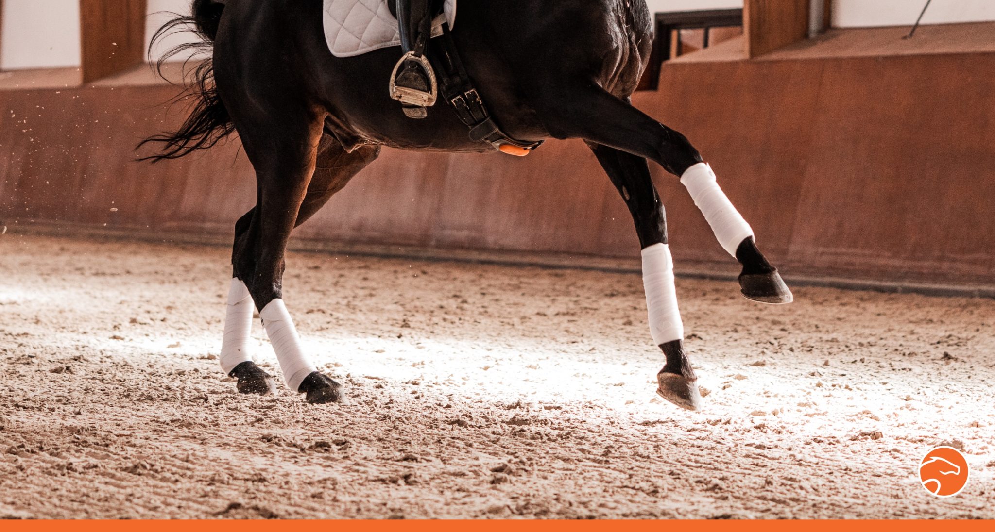 5 exercices pour préparer les changements de pied au galop | Equisense