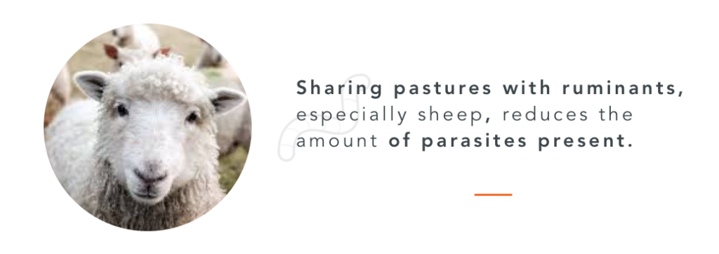 Sheep can help reduce the amount of parasites in a pasture. This a natural way for horses deworming