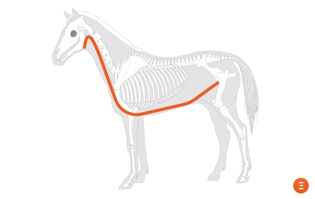 exemple de chaine myofasciale utilisée en ostéopathie chez le cheval