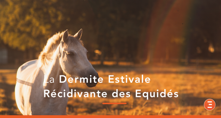 Les 6 choses à savoir sur la dermite estivale chez le cheval ...