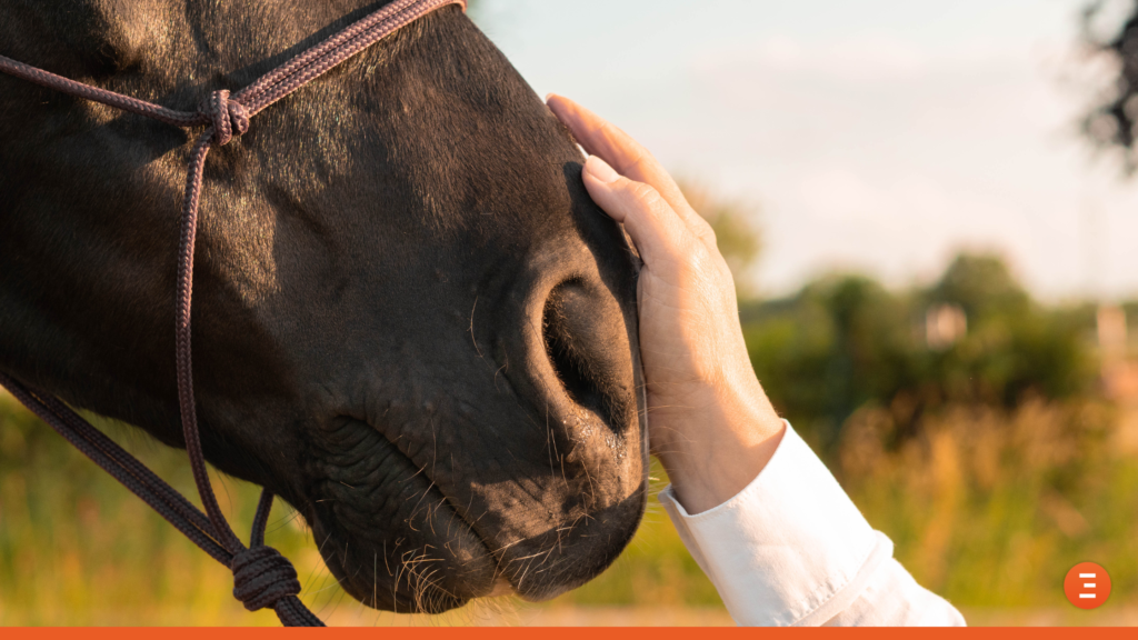 La Rhinopneumonie Quine Tout Ce Qu Il Faut Savoir Equisense Blog